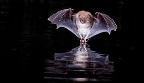 how to see uk bats and give them a