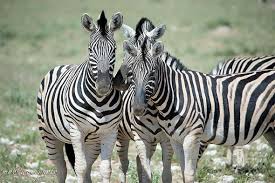 Family groups (known as harems) sometimes get together to form loosely associated herds, according to the. How Long Do Zebras Live