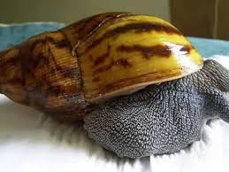 giant african land snails complete care