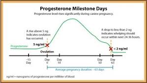 Measurement Of Serum Progesterone P4 Kubuscan