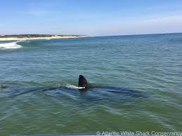 great white sharks off cape cod
