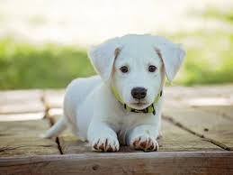 220 cute white dog names with