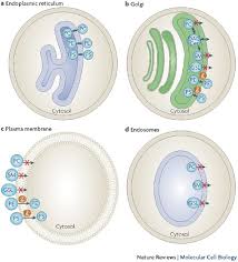 membrane lipids where they are and how