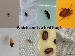 pest identification services bed bug