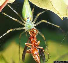 green lynx spider peucetia viridans