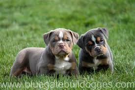 bluegate bulldogs