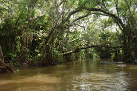 Tidak hanya kelompok primata yang mendiami rawa dano. Cagar Alam Rawa Danau Kawasan Ekosistem Rawa Air Tawar Satu Satunya Di Pulau Jawa Journal