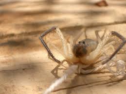 Environment iraq animals insects spiders, replies: When I Was In Iraq In 2004 We Caught A Camel Spider The Only Rational Thing To Do Was Put It On A Leash And Take A Walk Pics