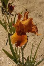 Iris germanica Calflora