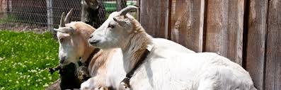 goat shelter basics what you need to