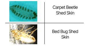 carpet beetle vs bed bug a quick guide
