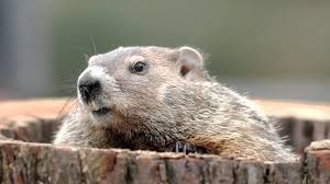 Lethal trapping of groundhogs is one of the best ways to remove groundhogs from your property for good. How To Trap A Woodchuck Youtube Arxiusarquitectura