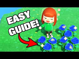 how to get blue roses step by step