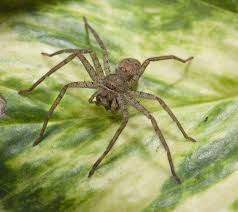 Brown recluse and black widow spider bites are medically significant in north america. The Surprising Cause Of Most Spider Bites Live Science