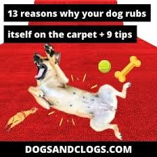 dog rubs itself on the carpet
