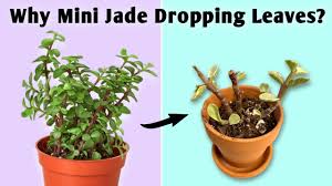 jade plant care indoors