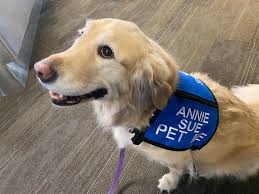 Profiles that have been reviewed previous jobs' reviews and ratings a community of pet lovers communicate directly within platform. This Is Annie Sue She S An 8 Year Old Golden Doing Her Job Calming All The Passengers In The Airport Boarding Area This Morning The Place Really Perked Up When She Came