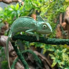 chameleons at swell reptiles