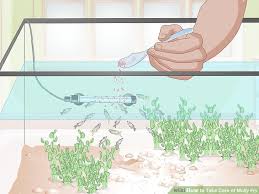 How To Take Care Of Molly Fry With Pictures Wikihow