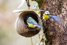 How Do You Feed Birds In A Small Garden