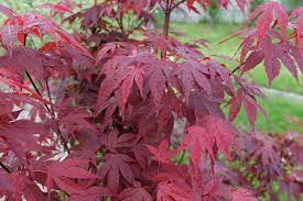 It holds it's color much better than most other reds and like 'tamuke yama', it leaves out about two weeks later. Acer Palmatum Emperor I Japanese Maple