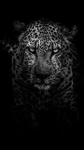 hd cheetah leopard wallpapers peakpx