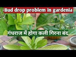 Gardenia Plant Bud Drop Bud Drop