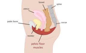 pelvic floor regression with training