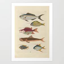 Vintage Fish Ilration Ii Art Print