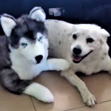 rocco the husky dog toy cuddly and