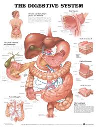 Buy The Digestive System Anatomical Chart Book Online At Low