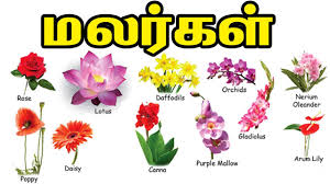 flowers names in tamil for beginners
