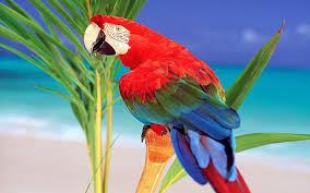 colourful parrot hd wallpaper for lap