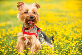 13 signs your dog has pollen allergies