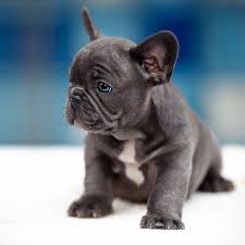 The french bulldog, or frenchie, is a small, domestic dog breed. Ultimate Guide To French Bulldog Health And Care French Bulldog Breed