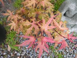 Japanese bootleg ottawa maple leafs cap. Amber Ghost Japanese Maple Katsura Gardens