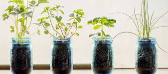 Grow An Herb Garden In A Mason Jar