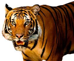 tiger png transpa images tiger