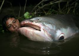 the world s largest freshwater fish are