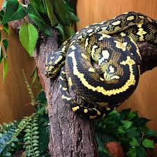 carpet python jensen s reptiles