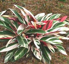 Ci sono molti ibridi di questa pianta con caratteristiche bicolori. Stromanthe Marantaceae Coltivazione E Cura Delle Piante Di Stromanthe