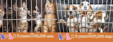 Neutered male cats may also roam less, which has the added benefit of being less likely to get lost or become involved in territorial fights. Low Cost Spay Neuter Options Paws Shelter Of Central Texas