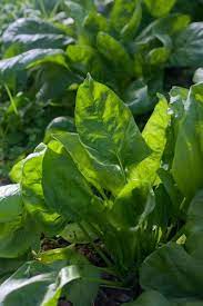 How To Grow Spinach Your Go To Growing Guide Gardeningetc gambar png