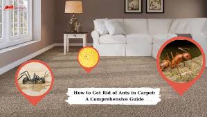 how to get rid of ants in carpet a
