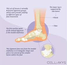 Check out our leg ligaments selection for the very best in unique or custom, handmade pieces from our shops. Deltoid Ligament Ankle Injuries Treatment Diagnosis Cellaxys