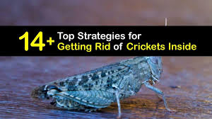 Easy Ways To Get Rid Of Crickets In The