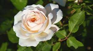 21 beautiful white rose varieties to
