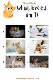 It's adorable when your cat rolls over to show you her belly, but do you know why she does it? Quiz Questions About Cats With A Picture Round Ginger Cat House