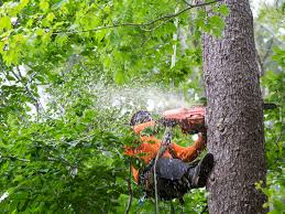 Tree Services - Mayer Tree Service, Inc.