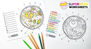 They are eukaryotic cells, meaning that they have a true nucleus and specialized structures called organelles that carry out different functions. Animal Cell Worksheet Superstar Worksheets